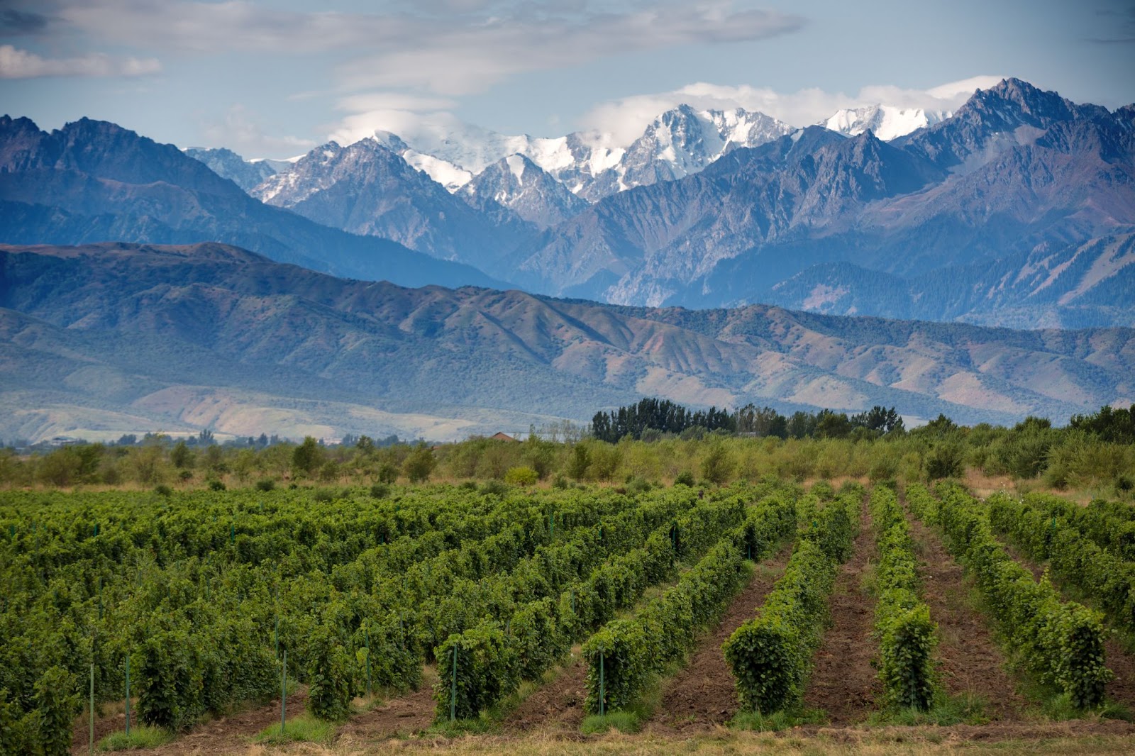 Mendoza Wine Experience